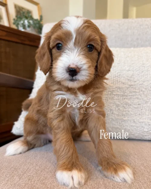 A golden-brown puppy with a white blaze on its face and white paws sitting on a couch.