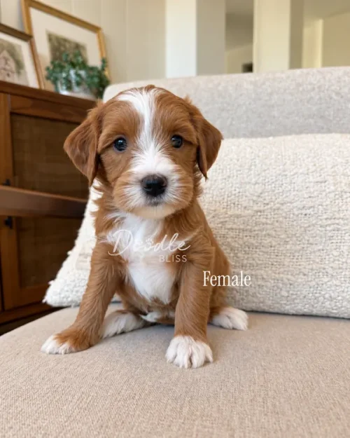 A brown and white puppy sitting on a couch with text overlay that reads Doodle Bliss and Female.