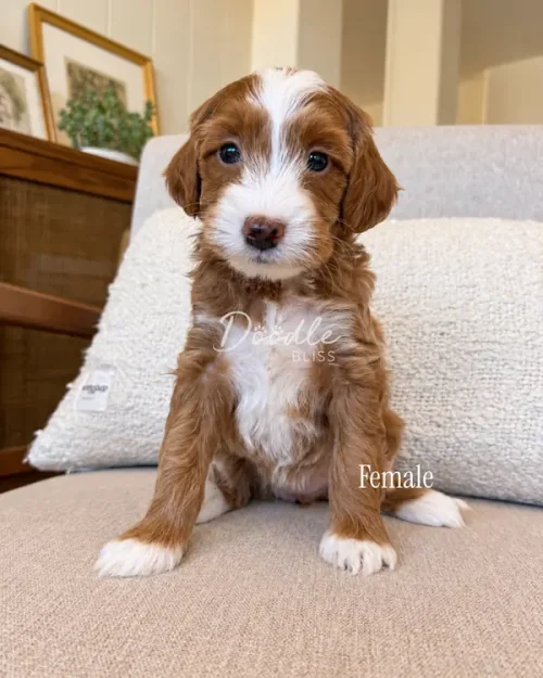 A brown and white Doodle puppy sitting on a beige chair.