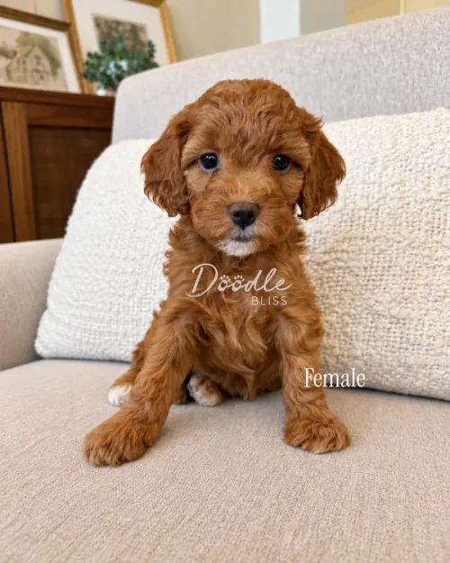 A brown, curly-haired puppy sitting on a beige couch with the text Doodle Bliss and Female overlaid.