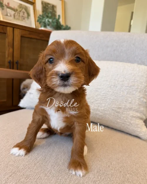 A brown and white Doodle puppy sitting on a couch.
