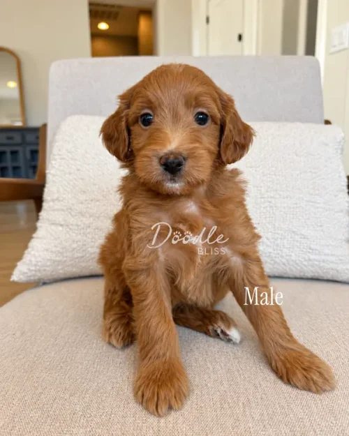 A fluffy, reddish-brown Goldendoodle puppy sitting on a chair.