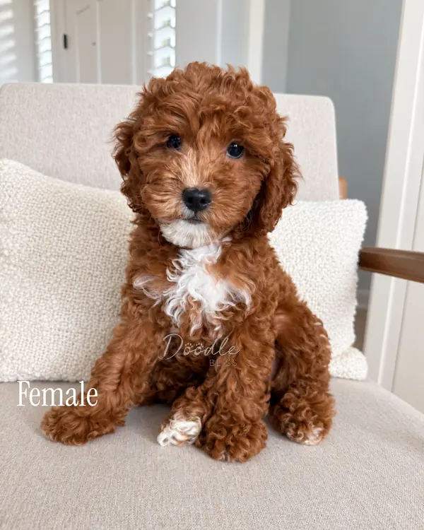 A small, curly-haired brown puppy with a white chest sits on a beige chair in front of a textured pillow. The puppy looks at the camera. The words Female and Doodle are written on the image.