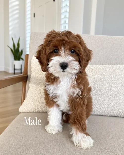 A fluffy brown and white puppy sits on a beige chair indoors, looking at the camera. The text Male is in the bottom left corner. There is a plant and a white door in the background.