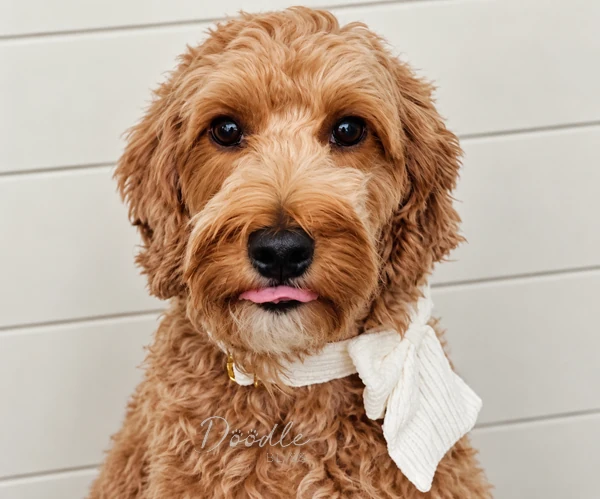 A fluffy, light brown dog with curly fur wears a white scarf and looks at the camera with its tongue slightly out. The background features white horizontal panels. A fluffy, light brown dog with curly fur wears a white scarf and looks at the camera with its tongue slightly out. The background features white horizontal panels.