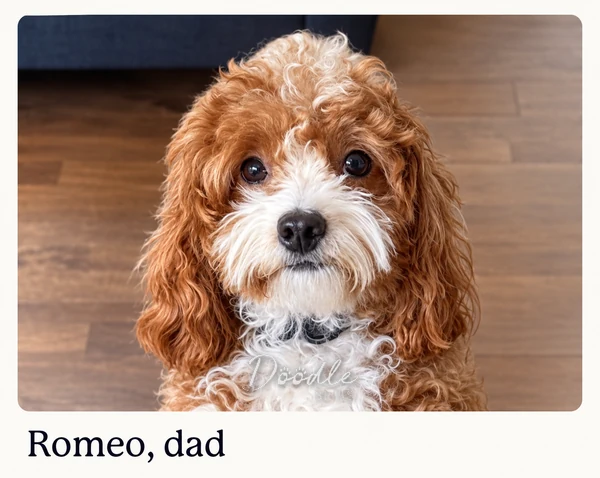 A fluffy brown and white dog with curly fur looks up at the camera. The text at the bottom reads, Romeo, dad. The dog is sitting on a wooden floor with a blue couch in the background. A fluffy brown and white dog with curly fur looks up at the camera. The text at the bottom reads, Romeo, dad. The dog is sitting on a wooden floor with a blue couch in the background.
