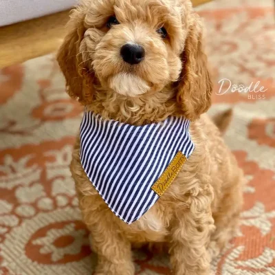 mini-goldendoodle-puppy-bandana-web