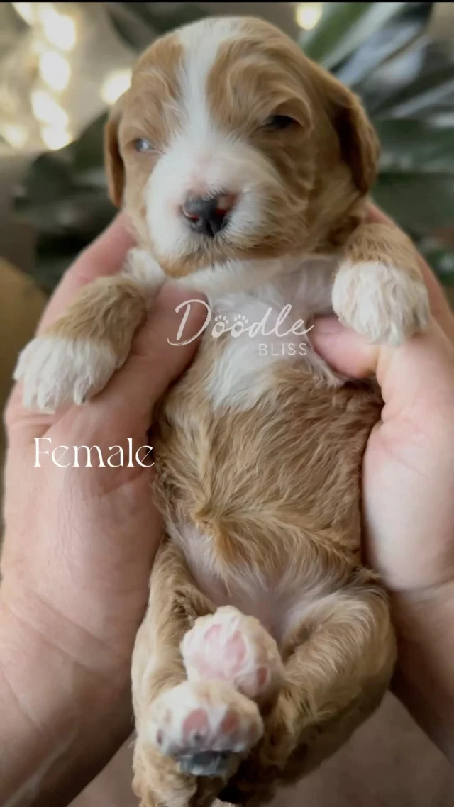 Pumpkins’s litter is turning out to have the sweetest spirits.. They are little angels! If this litter is calling out to you please visit DoodleBliss.com or contact Christina (623)698-6045 we have four puppies still available. This litter will be ready to go home as early as December 10th.