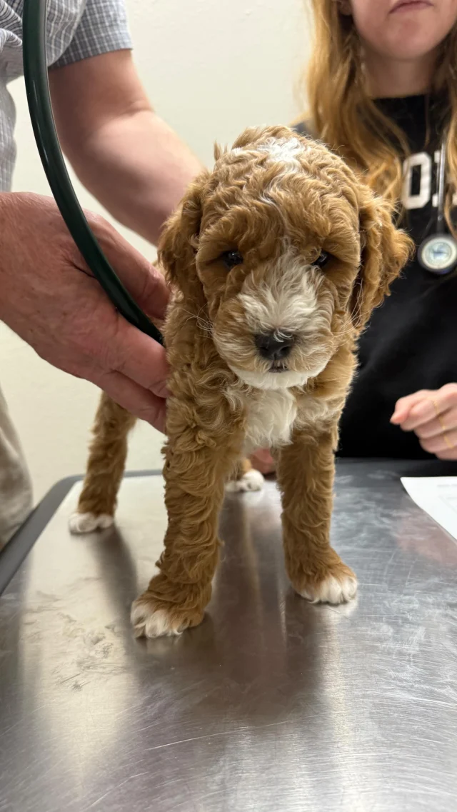 Final vet check before they go home. ✅
Everyone is healthy and happy!