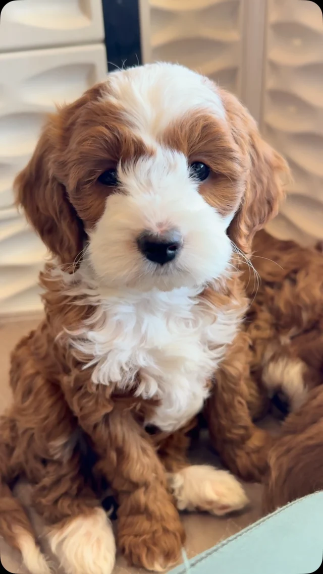 Hello world!! 
Emmy’s litter is 7 weeks old! They are sleeping through the night, and doing amazing with potty training. They are ready to meet their forever families! For more info text Christina at (623)698-6045 #minigoldendoodle DoodleBliss.com
