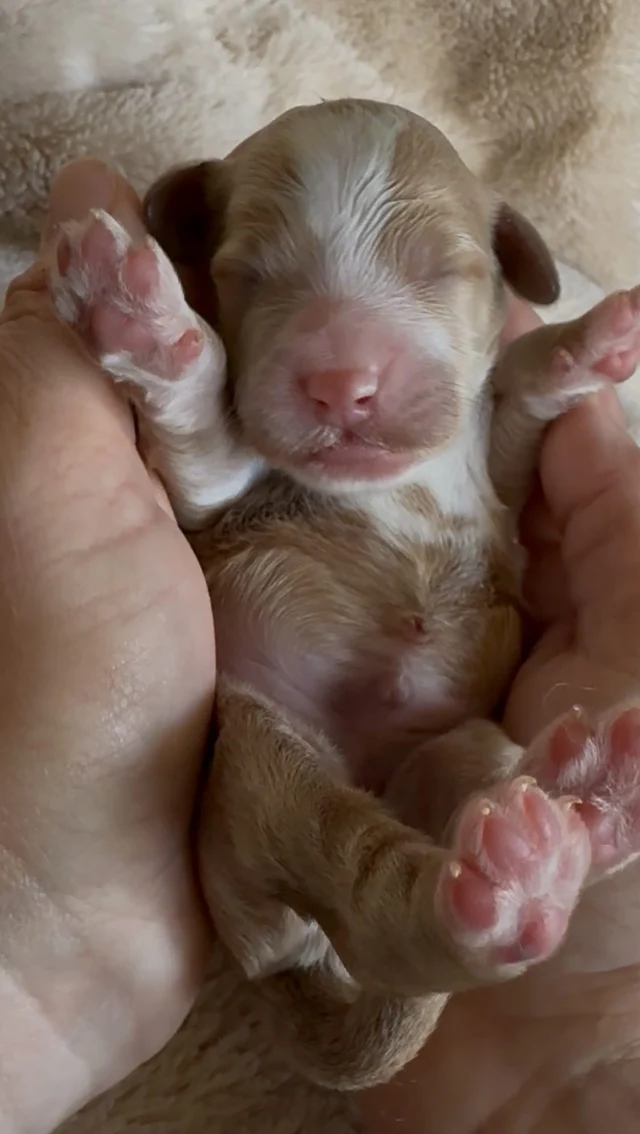 Our mini newborns are here… we will have some males available from this litter. They have the cutest tuxedo markings and they look just like their dad Boots.