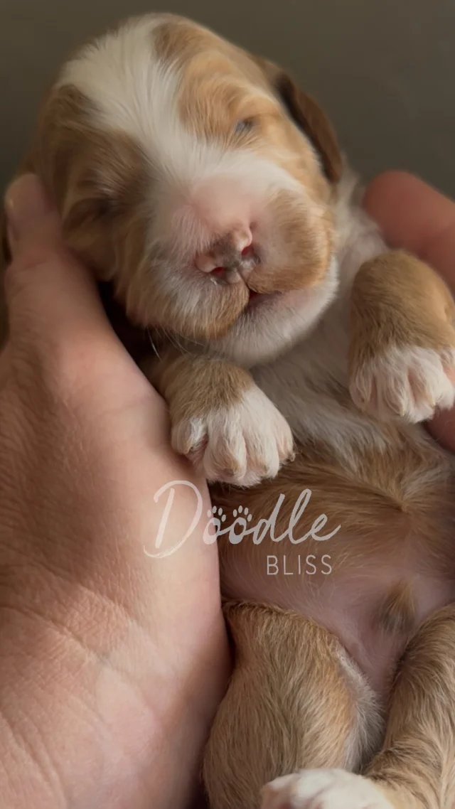 The Doodle Bliss way: Our puppies are loved and held daily to enhance their overall development and resilience.. Early neurological stimulation involves gentle, controlled exercises during the early days of a puppy’s life, believed to improve neurological function, stress tolerance,  boost of confidence and immune system function. #minigoldendoodle 🐶🐾💛