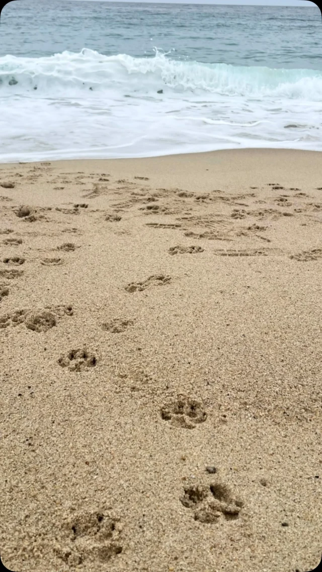I hope all of our Doodle Bliss families are having a little summer fun! Rio got to visit the ocean for the first time. ☀️🌴So fun!
Thank you Kim for sharing your photos. #mediumgoldendoodle #Goldendoodles
